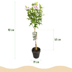 Hibiscus syriacus 'Starburst Chiffon' op stam, wit-roze, groeiwijze van de plant
