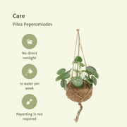2x Kokodama Pilea Peperomiodes - Pannekoekenplant