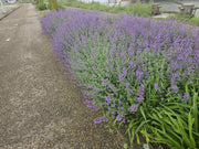 Nepeta &