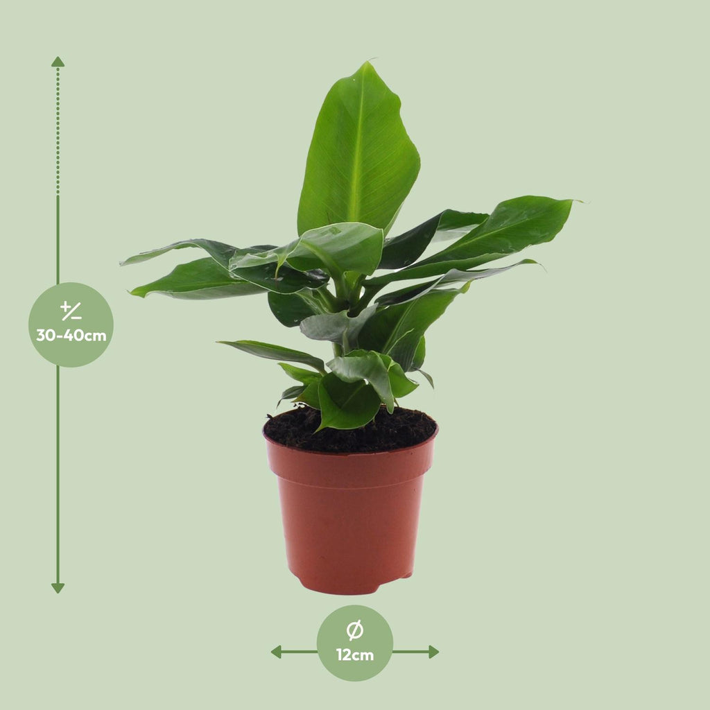 Detailfoto van Musa Oriental Dwarf