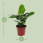 Detailfoto van Musa Oriental Dwarf
