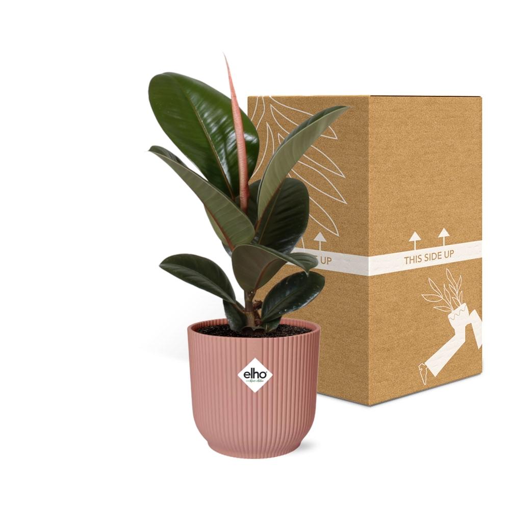 Detailfoto van Ficus Elastica ‘Robusta’ in ELHO Vibes Fold 14cm roze