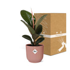 Detailfoto van Ficus Elastica ‘Robusta’ in ELHO Vibes Fold 14cm roze