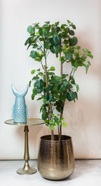 Productafbeelding van Pureplant