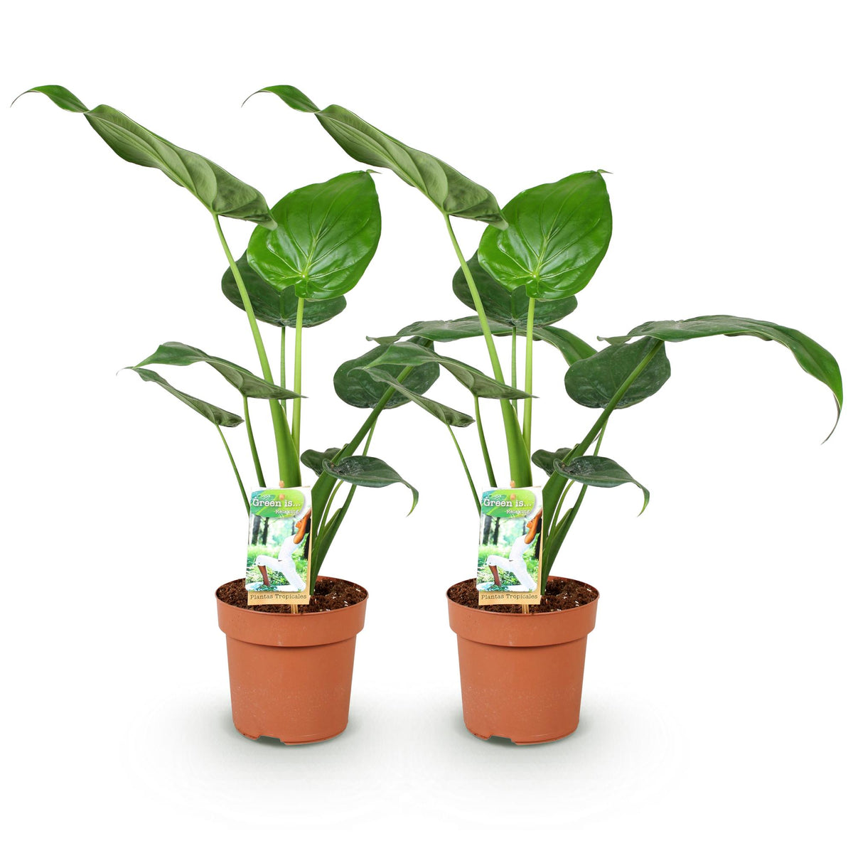 Alocasia Cucullata, 60-65 cm hoog, compacte plant