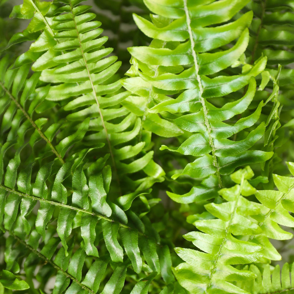 Nephrolepsis exaltata Green Lady, plant in kweekpot