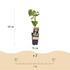 Productafbeelding van Pureplant
