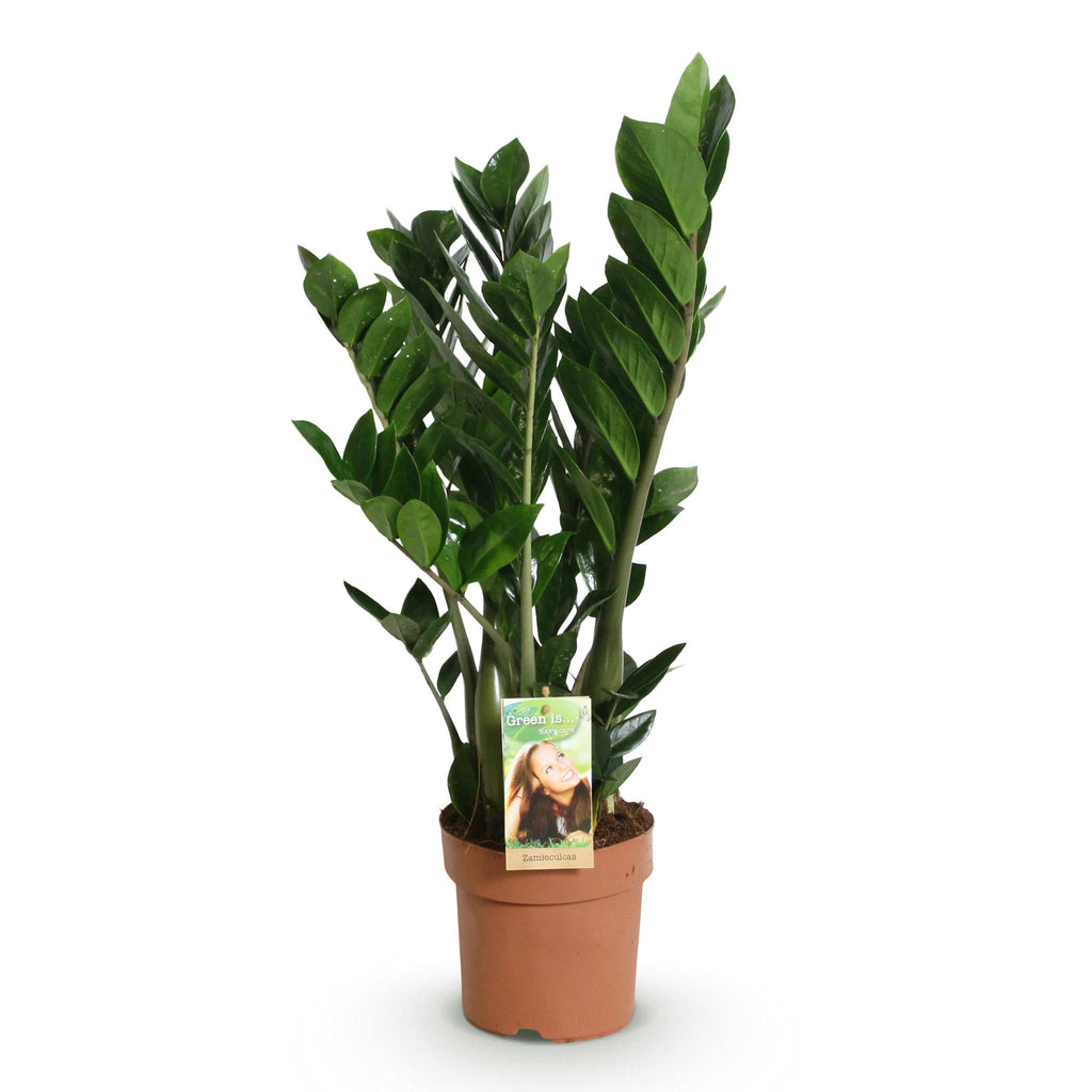 Zamioculcas, 65-75 cm hoog