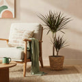 Dracaena Magenta, plant in pot