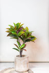 Kunstplant - Croton Codiaeum - Wonderstruik