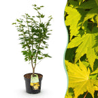 Acer palmatum Jordan, plant in pot