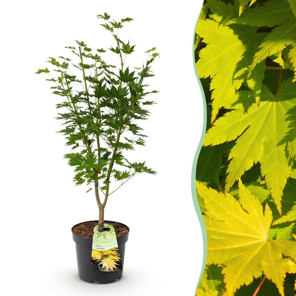 Acer palmatum Jordan, plant in pot