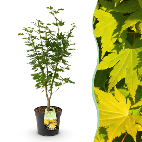 Acer palmatum Jordan, plant in pot