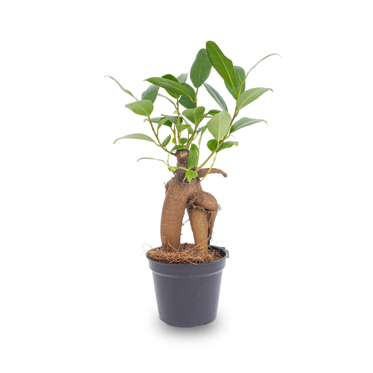 Ficus Ginseng bonsai - Microcarpa -  Potmaat Ø, kenmerkend blad
