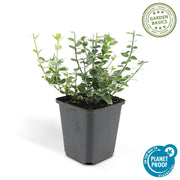 Euonymus fort. &
