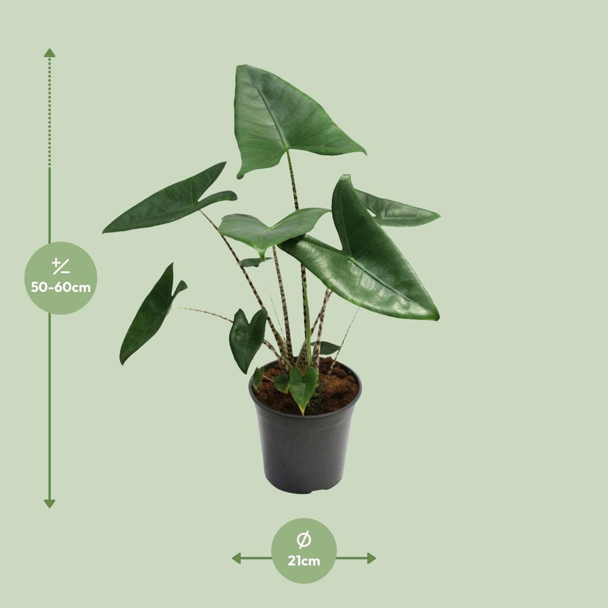 Detailfoto van Alocasia Zebrina