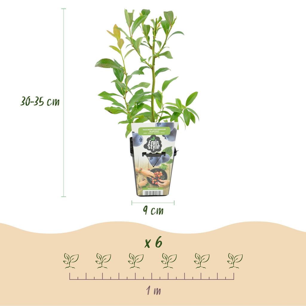 Blauwe bes Vaccinium corymbosum Bluecrop