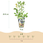 Blauwe bes Vaccinium corymbosum Bluecrop