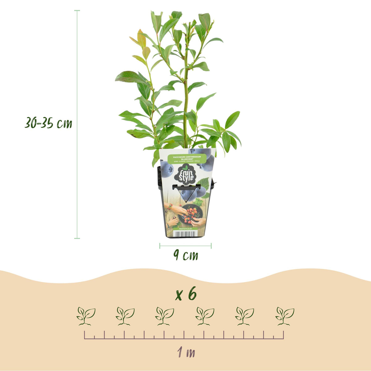 Blauwe bes Vaccinium corymbosum Bluecrop
