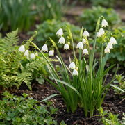 Zomerklokje Leucojum aestivum bloembollen, wit, foto 2