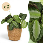 Maranta Fascinator Silverband met mand