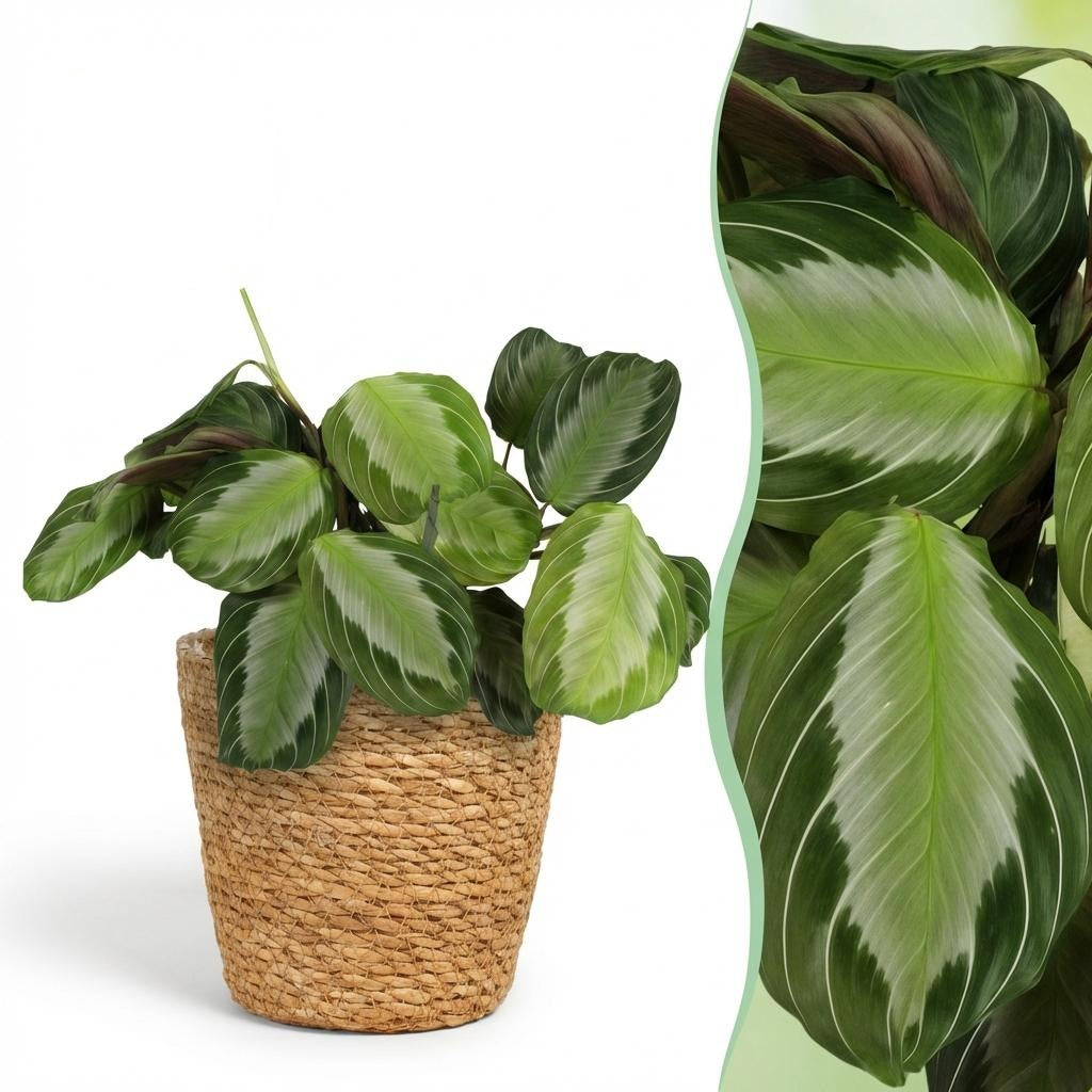Maranta Fascinator Silverband met mand