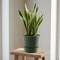 Productafbeelding van Pureplant