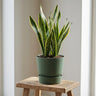 Elho Greenville ronde pot, mat leaf green, Ø25 cm
