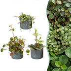 3x Baby Peperomia Mix
