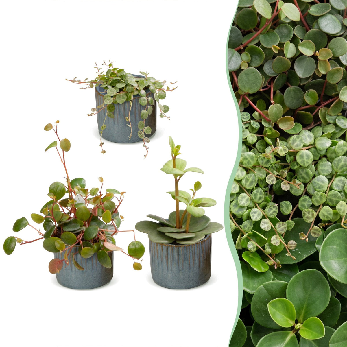 3x Baby Peperomia Mix