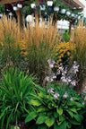 Calamagrostis acut. 'Karl Foerster'