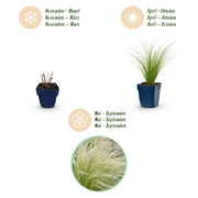 Stipa tenuissima Ponytails - Vedergras - Groenblijvend - Groen - 6 Planten