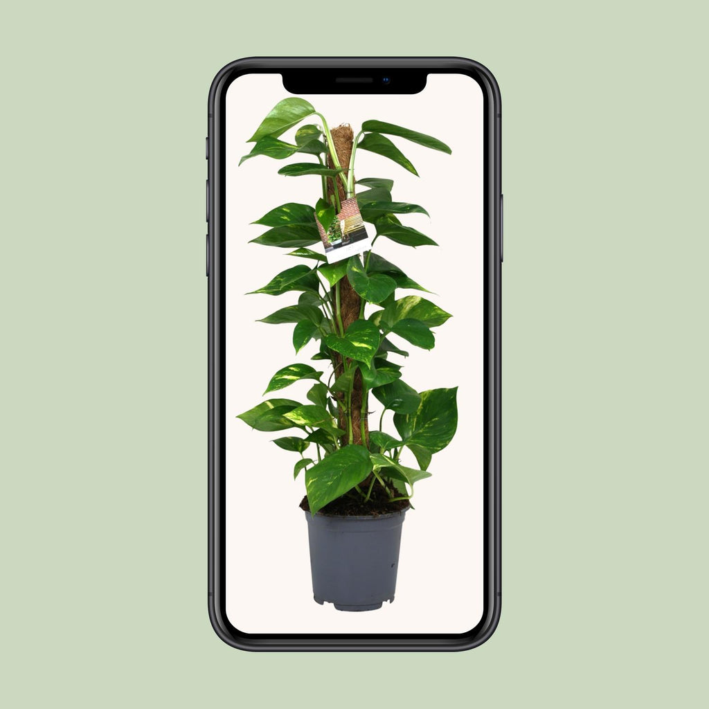 Detailfoto van Scindapsus Epipremnum