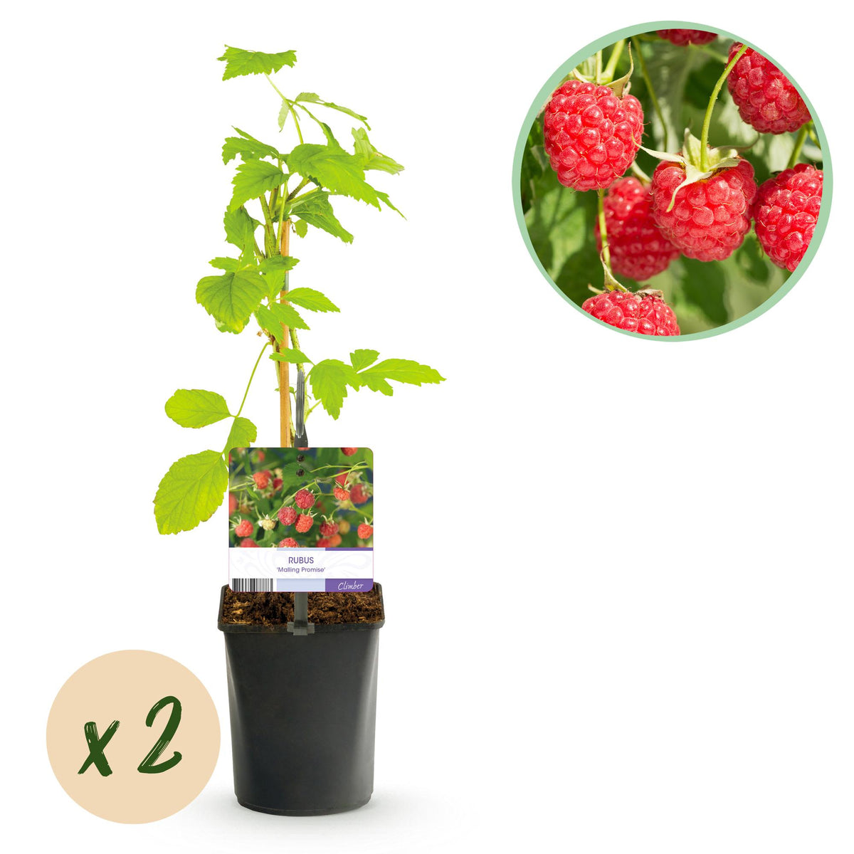 Frambozenplant Malling Promise, fruitgewas voor de tuin, detail van het blad