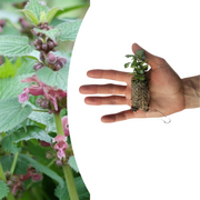 Dovenetel Lamium, bodembedekker om zelf te kweken, 6 pluggen