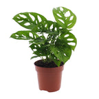 Productafbeelding van Pureplant