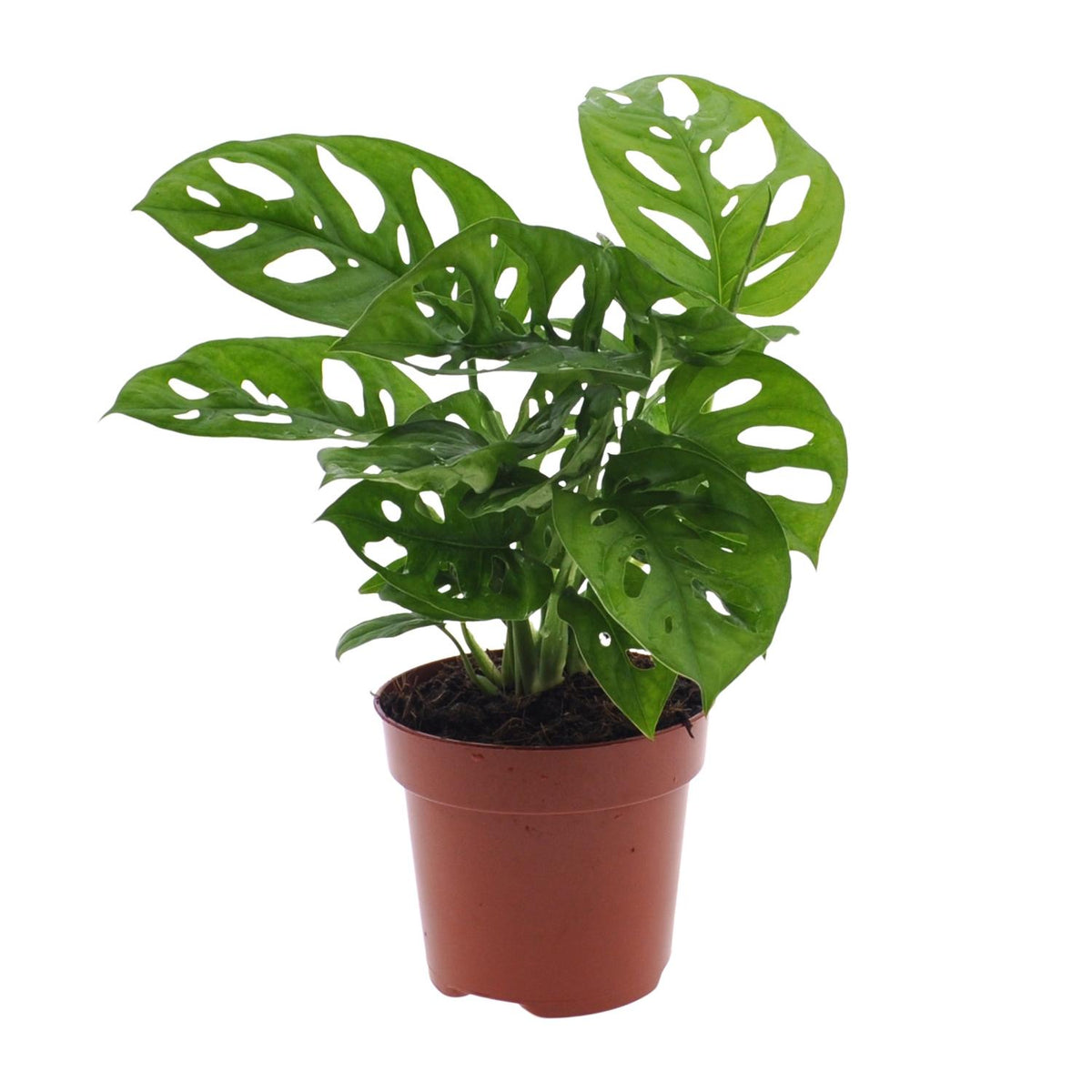 Productafbeelding van Pureplant