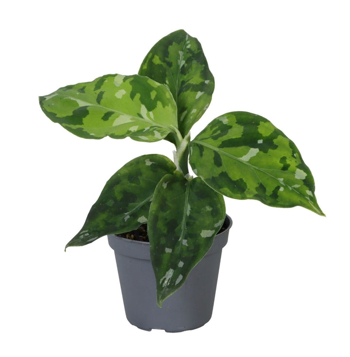 Aglaonema pictum &