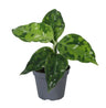 Aglaonema pictum 'Tricolor' - camouflageplant - babyplant