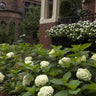 8x Hortensia Endless Summer The Bride