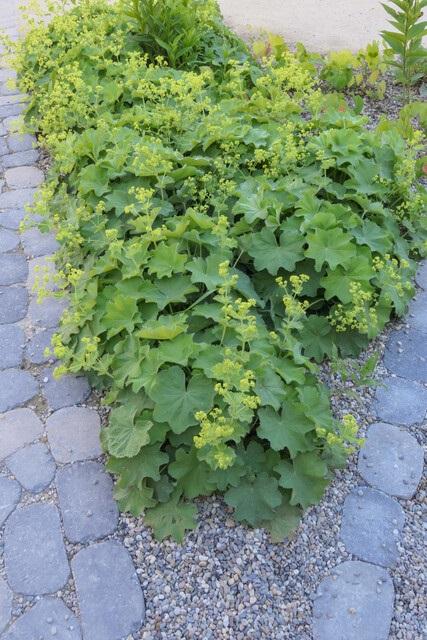Alchemilla mollis, groeiwijze van de plant