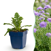 Duifkruid col. Butterfly Blue, met paarse bloemen