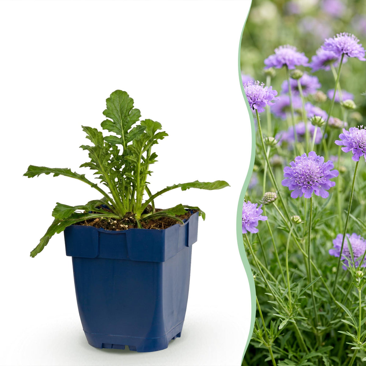 Duifkruid col. Butterfly Blue, met paarse bloemen, plant voor tuin en border