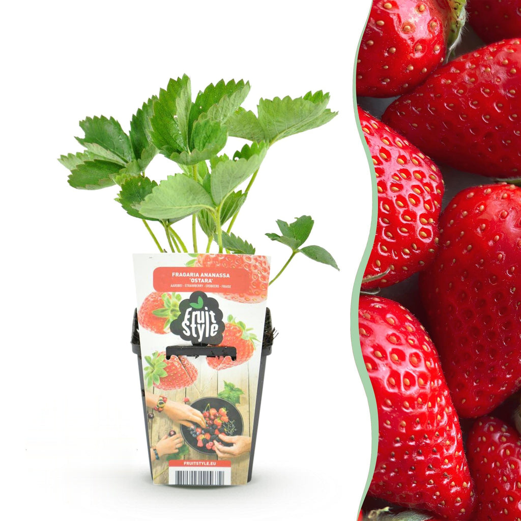 Aardbei Fragaria Elsanta