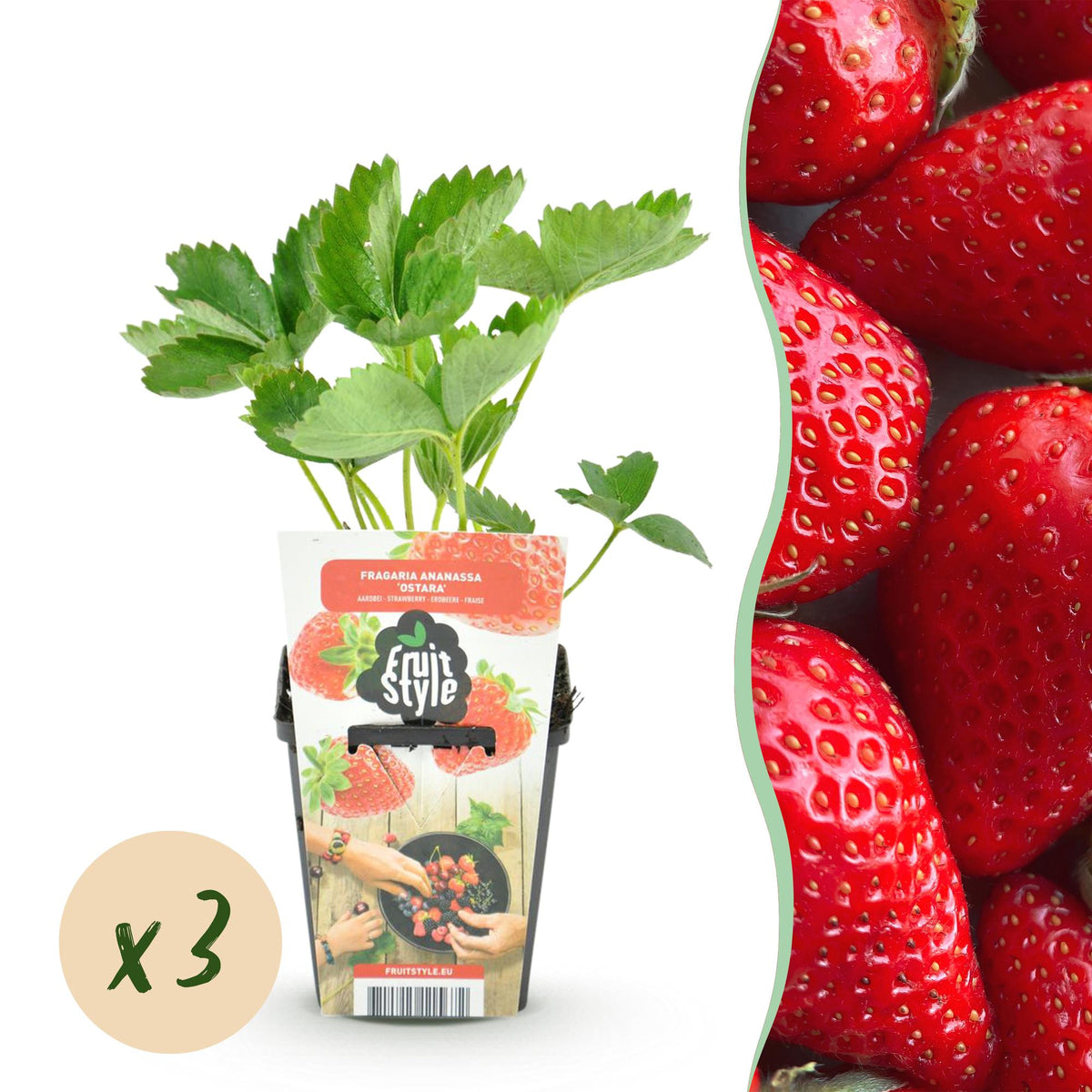 Aardbei Fragaria Elsanta