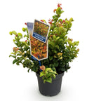 Leucothoe Curly Gold