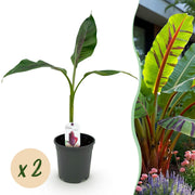 Bananenplant Musa sikkimensis Red Tiger, 40 cm hoog