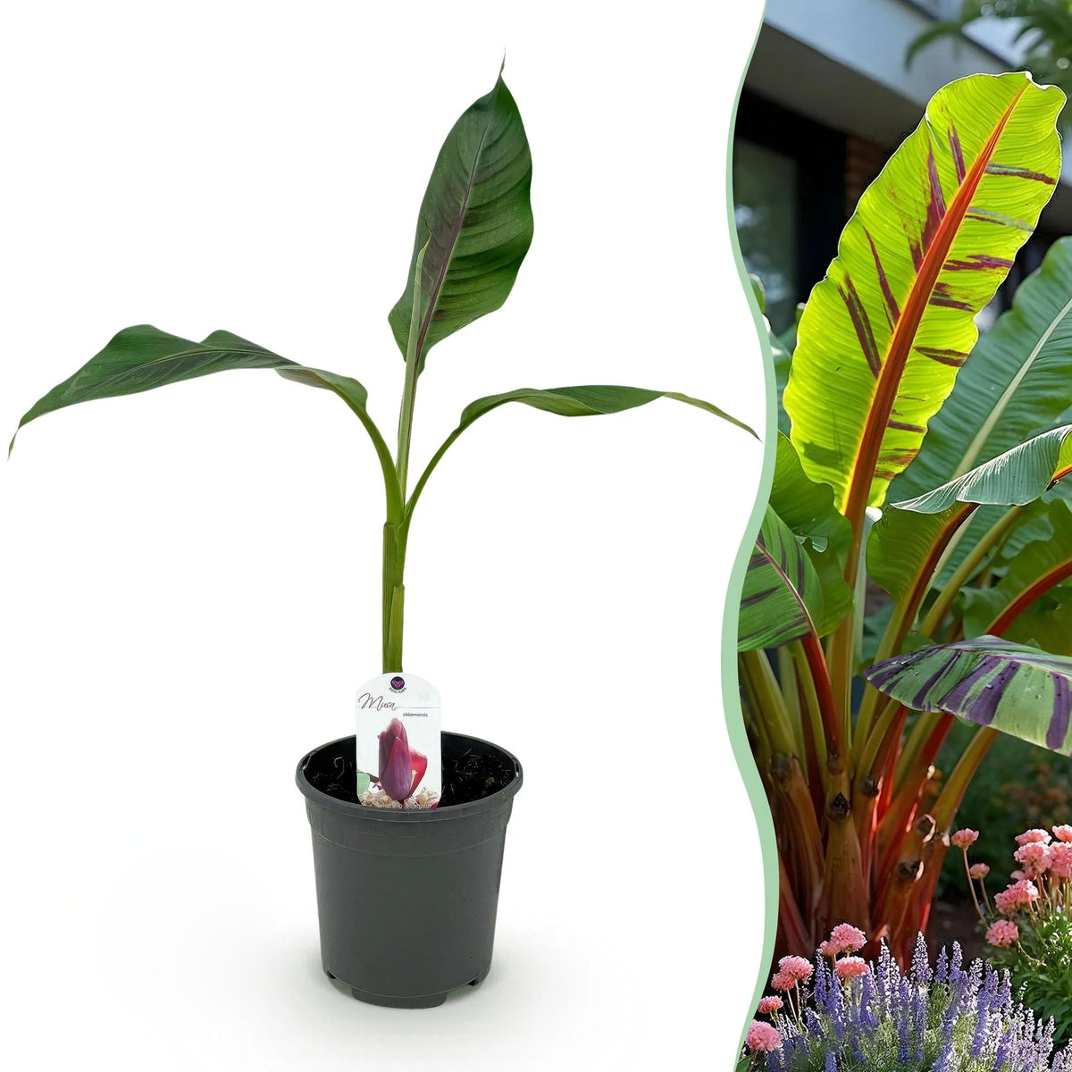 Bananenplant Musa sikkimensis Red Tiger, 40 cm hoog, groeiwijze van de plant