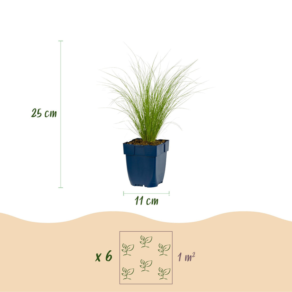 Vedergras Stipa tenuissima 'Ponytails', groenblijvend