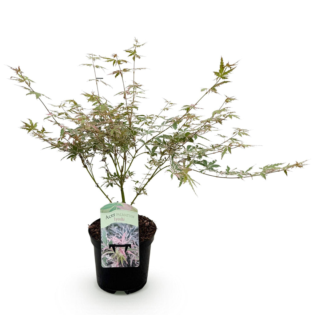 Japanse esdoorn Acer palmatum Iyoshi, groene bladeren